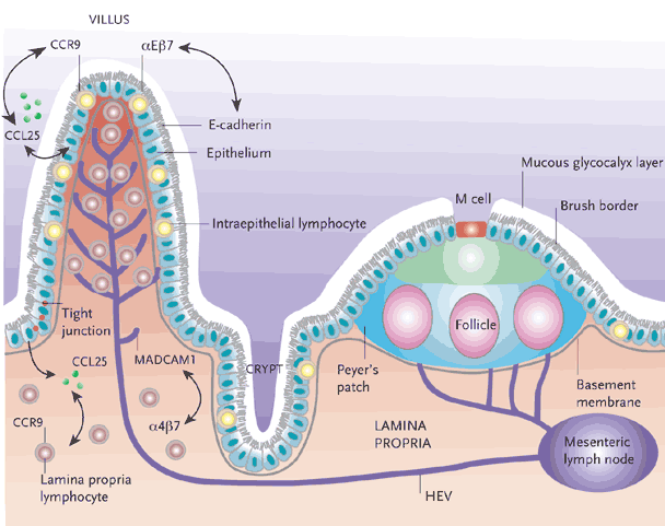 Figure 1. Organization of the Intestinal Immune System.